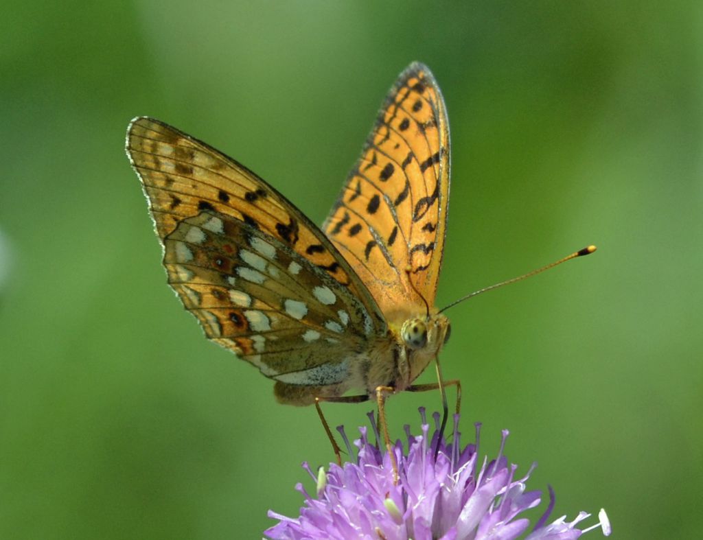 Argynnis niobe? No Argynnis adippe